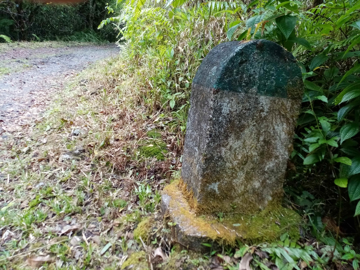 rando-marmailles à la for^t de MAre-Longue, à La Réunion