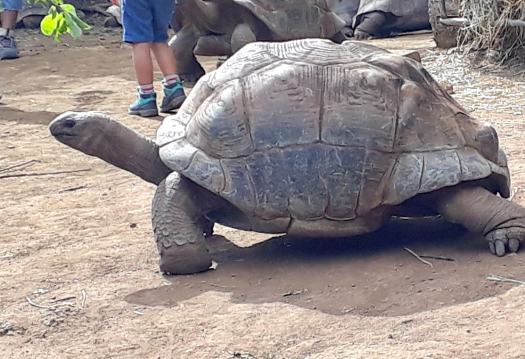 le jardin des tortues : les enfants peuvent toucher les tortues géantes